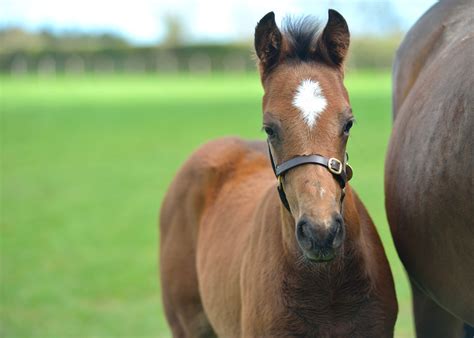 baroda stud|More.